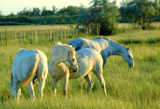 Camargue ponies.JPG